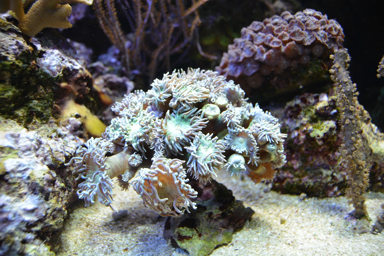 最新开心水族箱官网版，探索海洋乐趣的无限世界