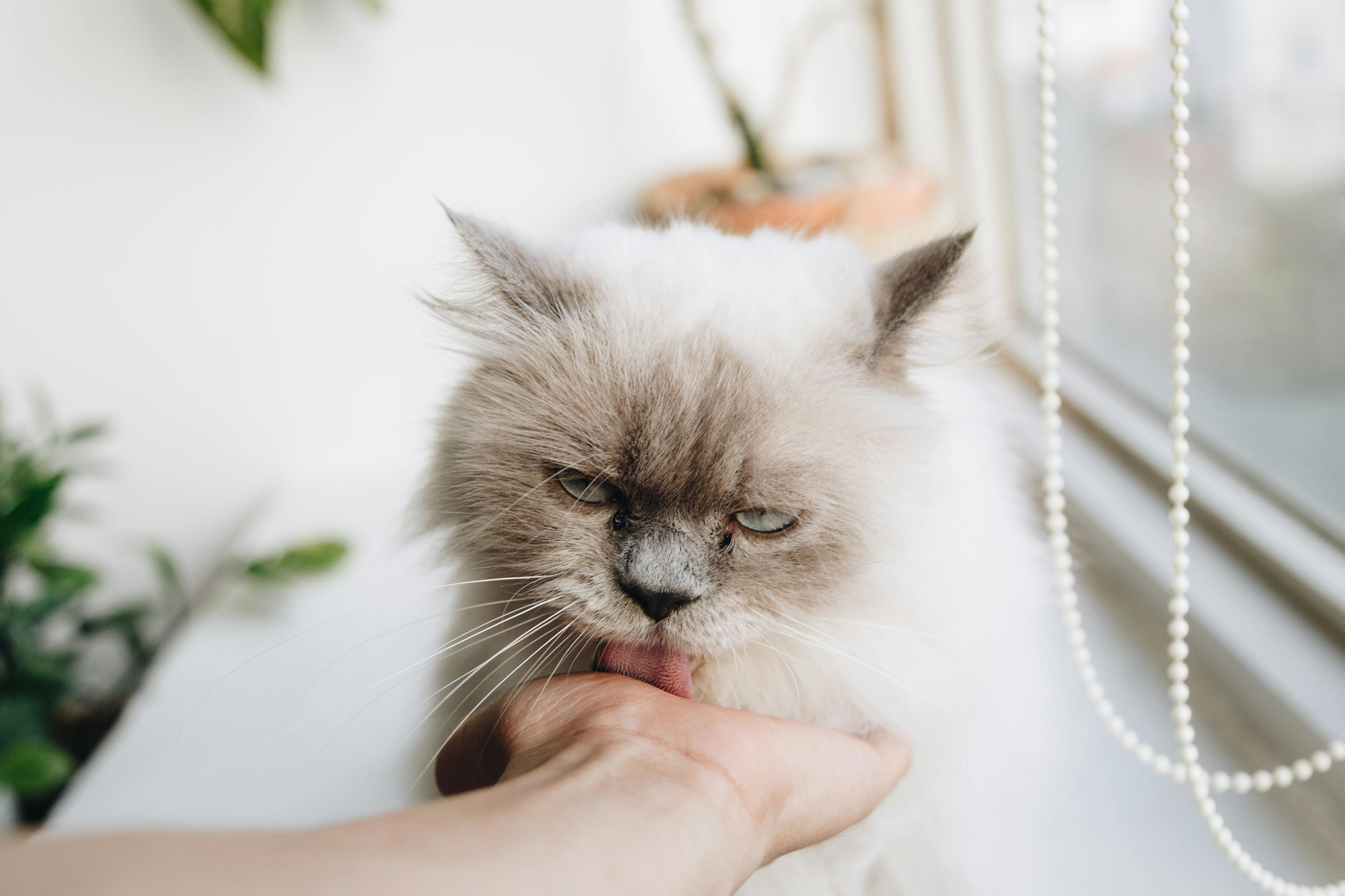 猫咪趣味网页，猫奴的数字乐园探索
