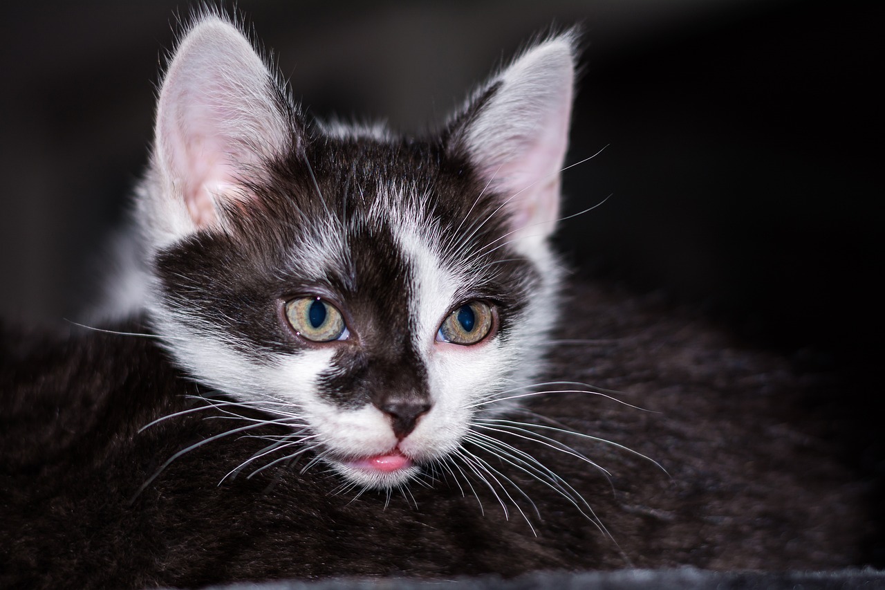 猫咪应用最新版探秘，独特功能与魅力一览
