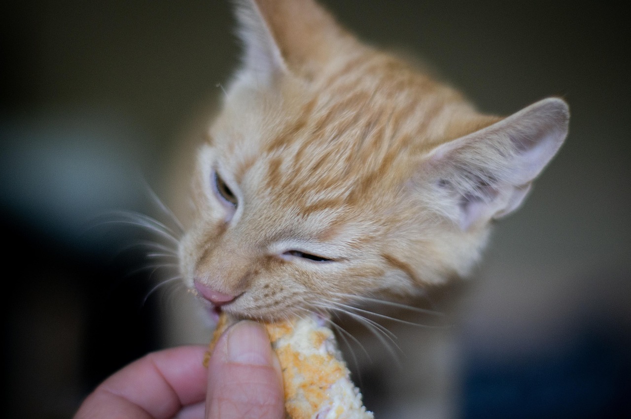 猫小九最新吃播节目，萌宠美食之旅的完美融合！