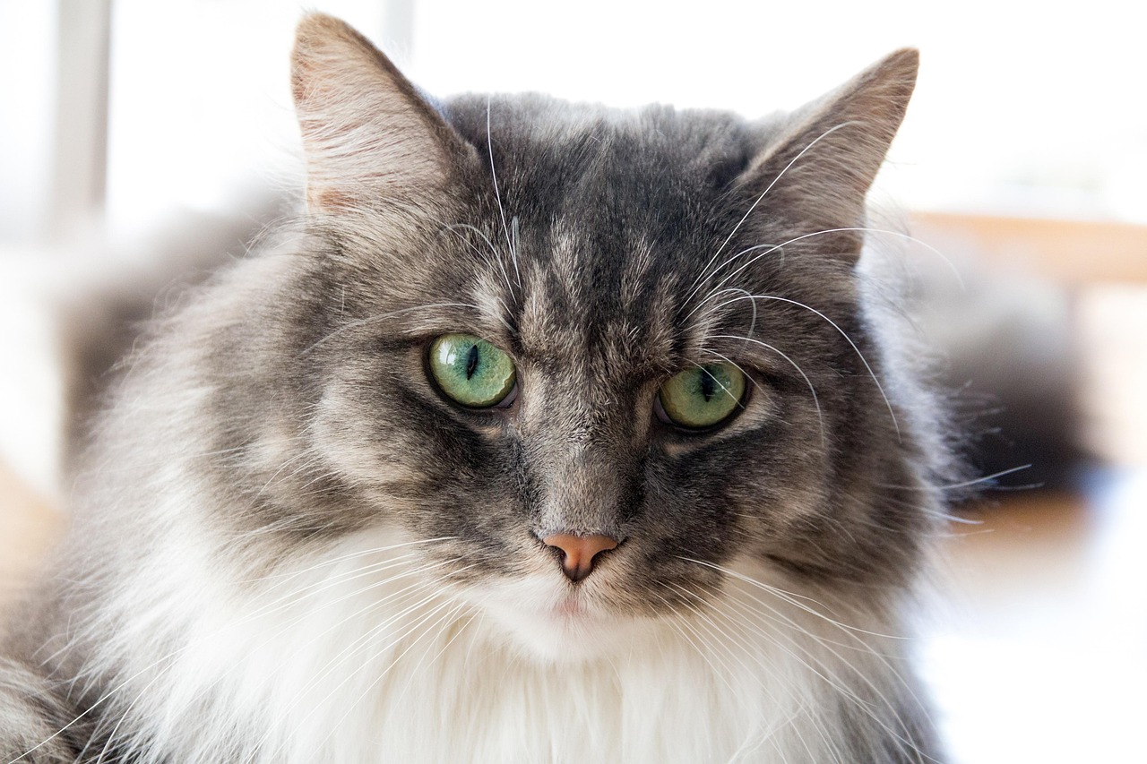 最新款猫咪产品引领猫奴生活新潮流