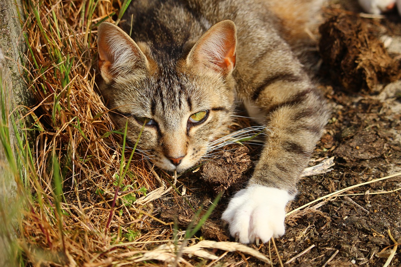 熊猫丫丫最新近况更新