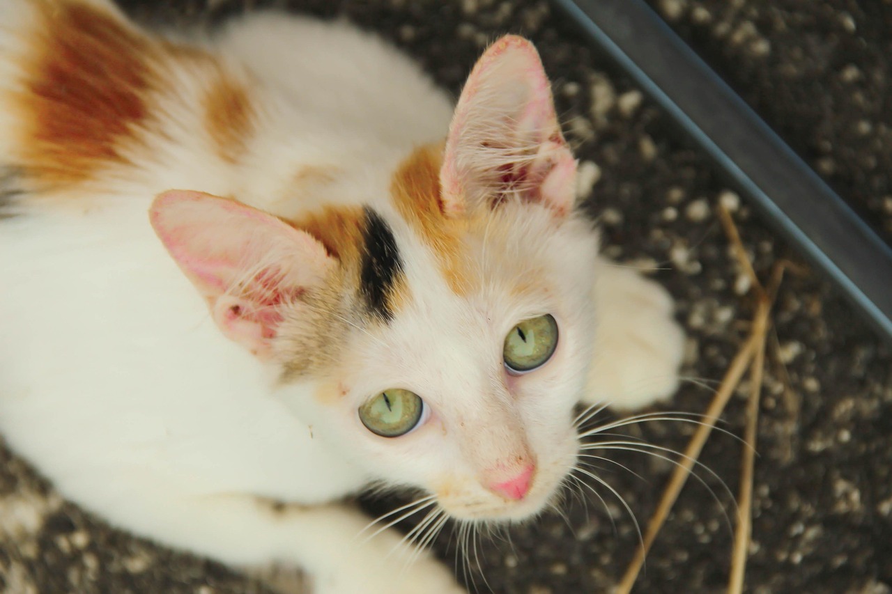 猫咪大战争最新版下载，策略与乐趣并存的宠物冒险之旅