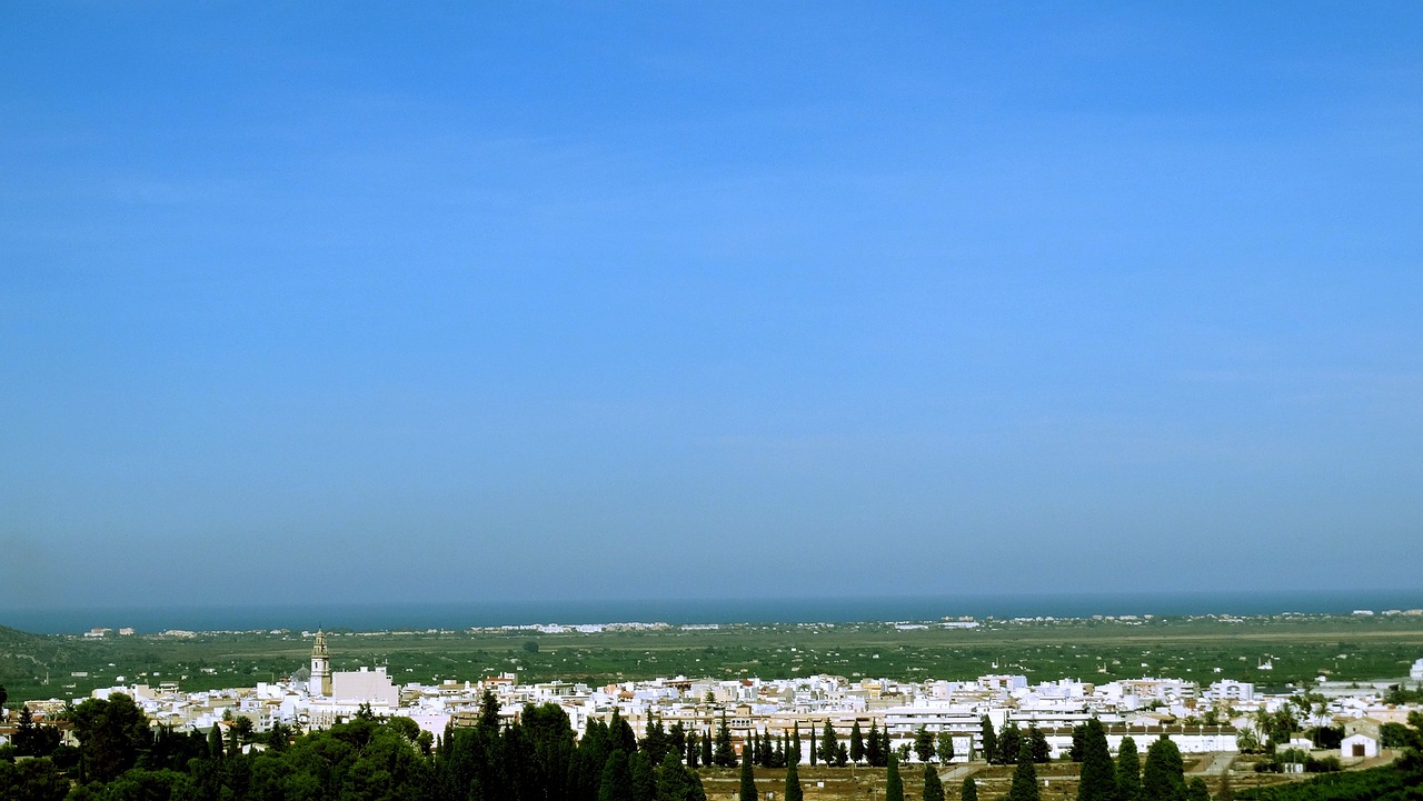 太子参最新价格动态，市场分析、预测与行情更新