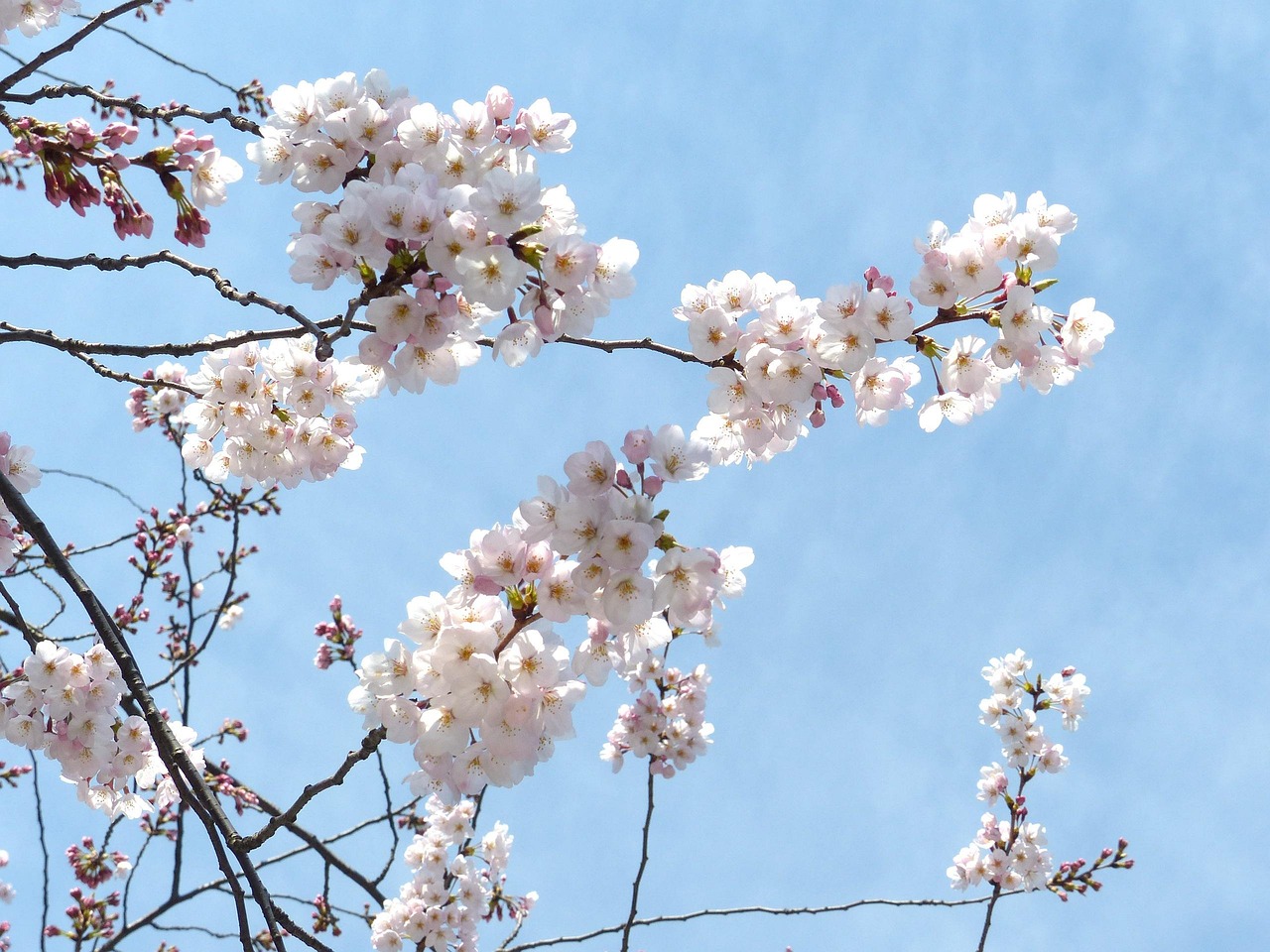 探索日本动漫与樱花动漫的世界魅力之源