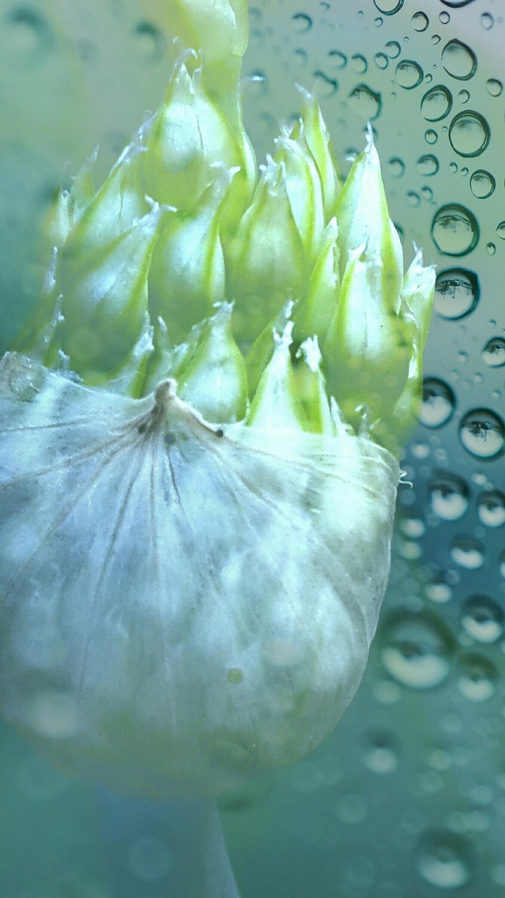 花园生物股票最新动态及分析概览