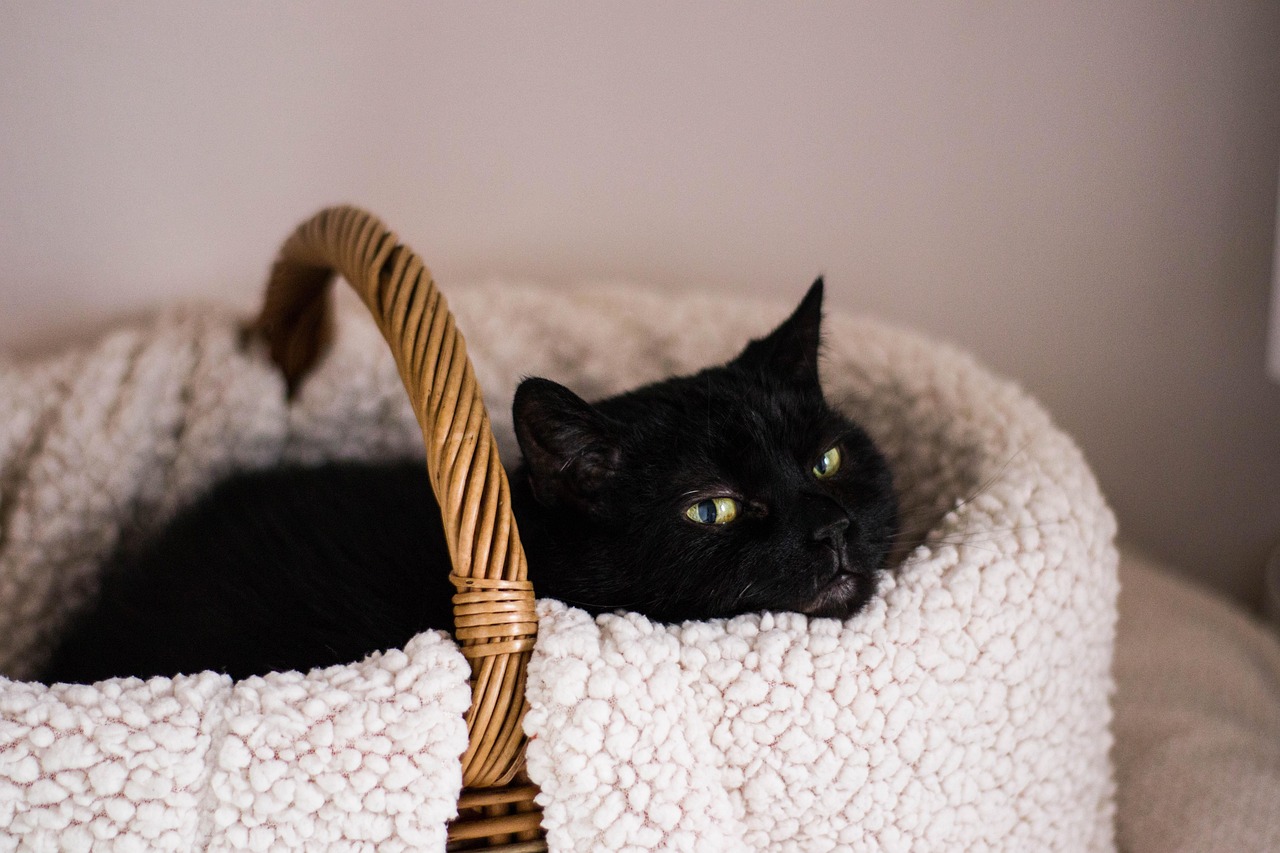 动漫世界中的猫咪魅力，探索小猫咪的迷人风采