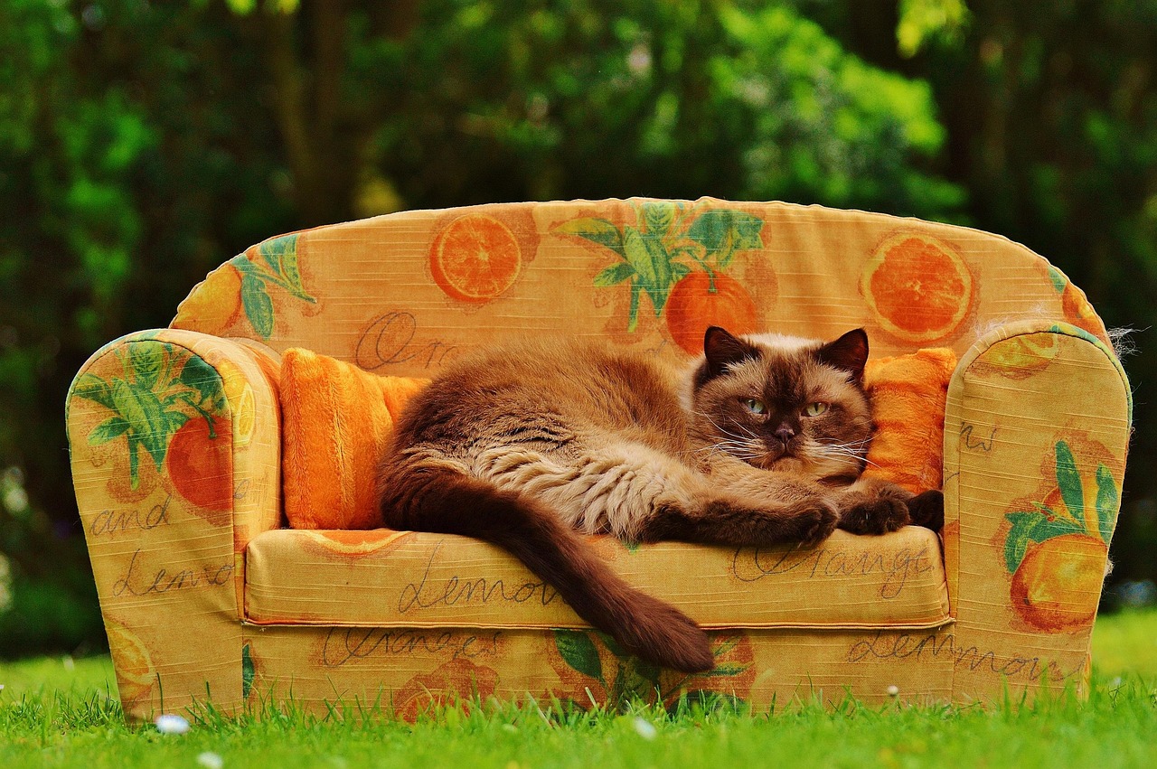 电视剧猫，探索猫与人类之间的奇妙纽带。